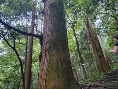 -天目山大树王景区