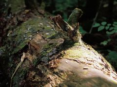 -黑龙江扎龙生态旅游区