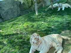 -北京野生动物园