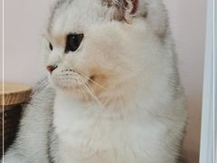 -猫咪派对(江南西店)