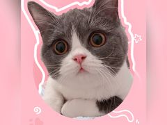 -袖虎·猫馆(体育西路店)