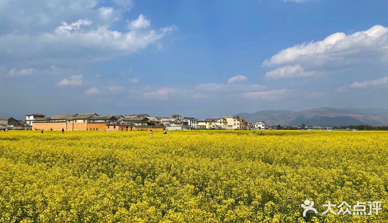 随手拍|喜洲古镇油菜花田