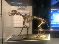 -北京周口店北京人遗址博物馆