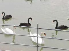 -艾溪湖湿地公园