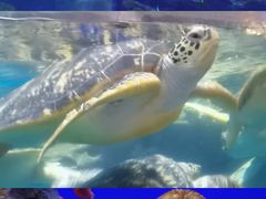 -海合安武汉极地海洋公园