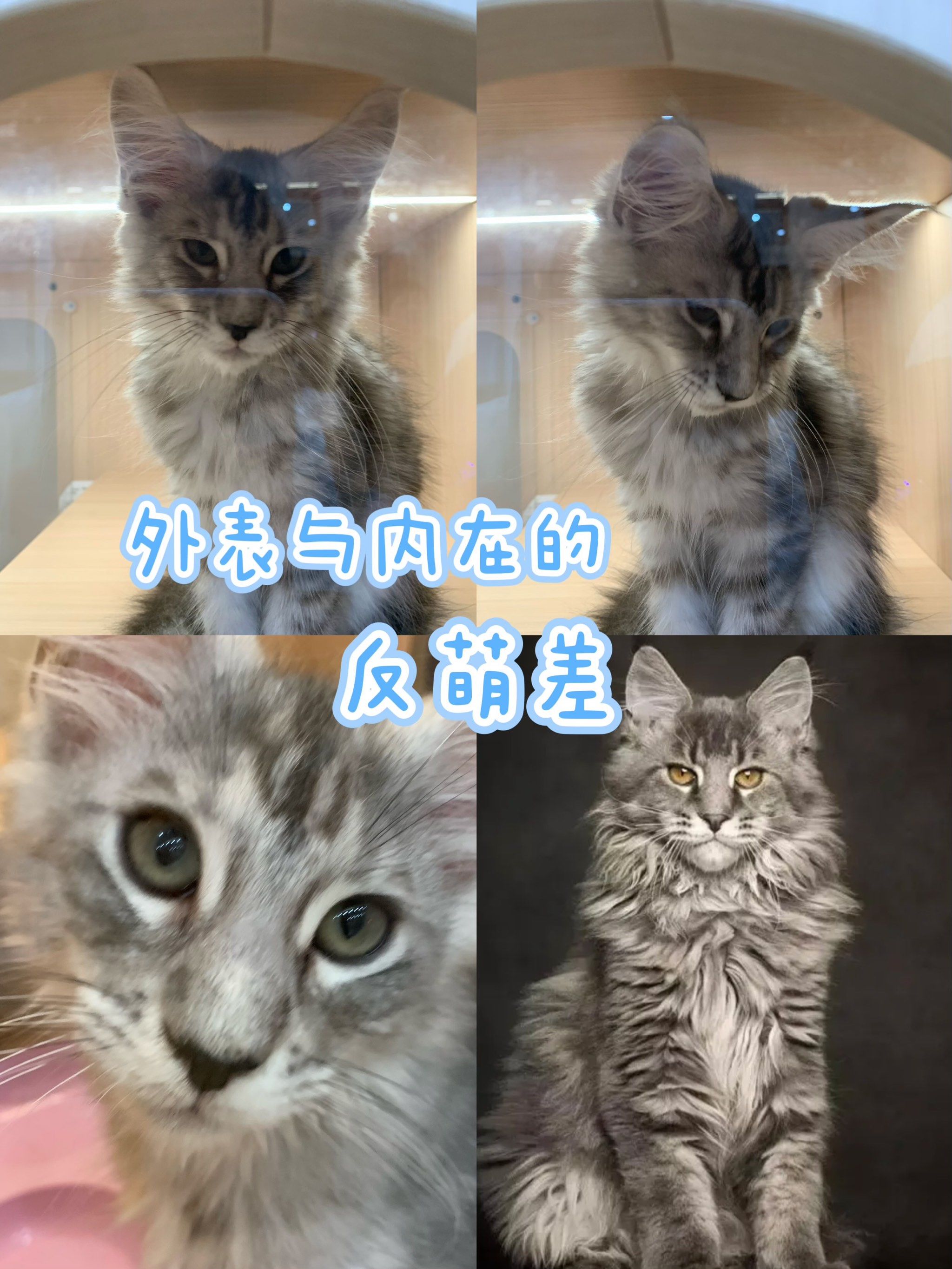 外表与内在的反差萌7515你最爱什么时候的它7515