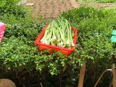 -柞水乾佑红门家菜