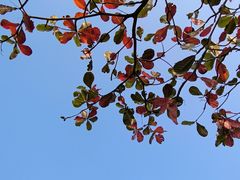 -深圳湾公园(南山区)