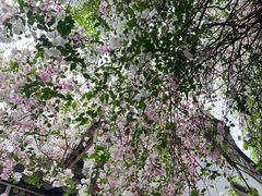 -深圳国际园林花卉博览园