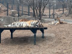 -大连森林动物园