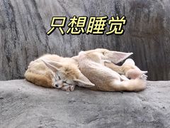 -上海野生动物园