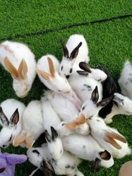 -萌宠亲子动物乐园(槐房万达店)