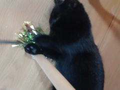 -李小姐の猫咖啡馆(五角场店)