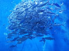 -成都浩海立方海洋公园