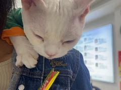 -北京观赏动物医院·24小时大型综合·猫专科·异宠专科