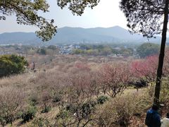 -香雪海