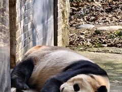 -都江堰中华大熊猫苑