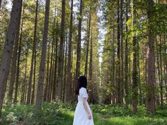 -黄海国家森林公园