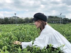 -雪绿茶博物馆