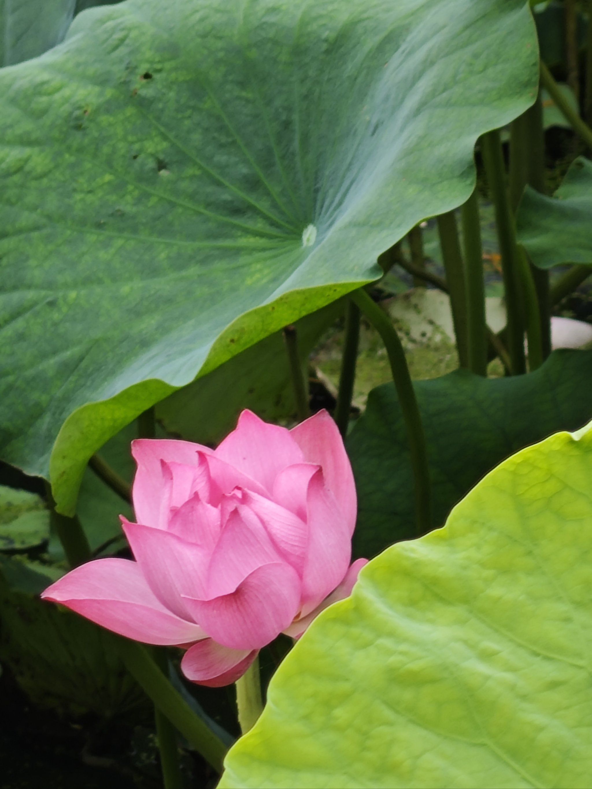 论一朵荷花的娇艳与美丽