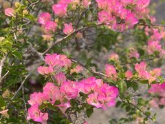 -深圳市中科院仙湖植物园