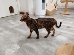 -楼上猫咖(罗湖店)