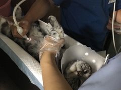 -纳吉亚猫专科动物医院博雅分院