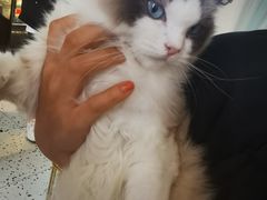 -喵喵咪呀布偶猫咖(春熙路店)