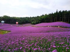 -大塘金香草谷