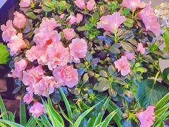 -循礼门鲜花花市(武汉循礼门店)