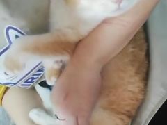 -十年猫舍·猫咪专门店(普陀店)