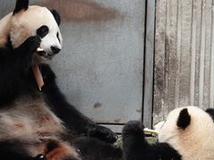 -卧龙中华大熊猫苑神树坪基地