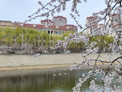 -桃花堤公园
