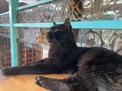 -猫小院猫主题咖啡厅(北锣店)