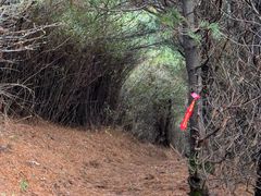 -王顺山国家森林公园