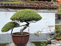 -水绘园
