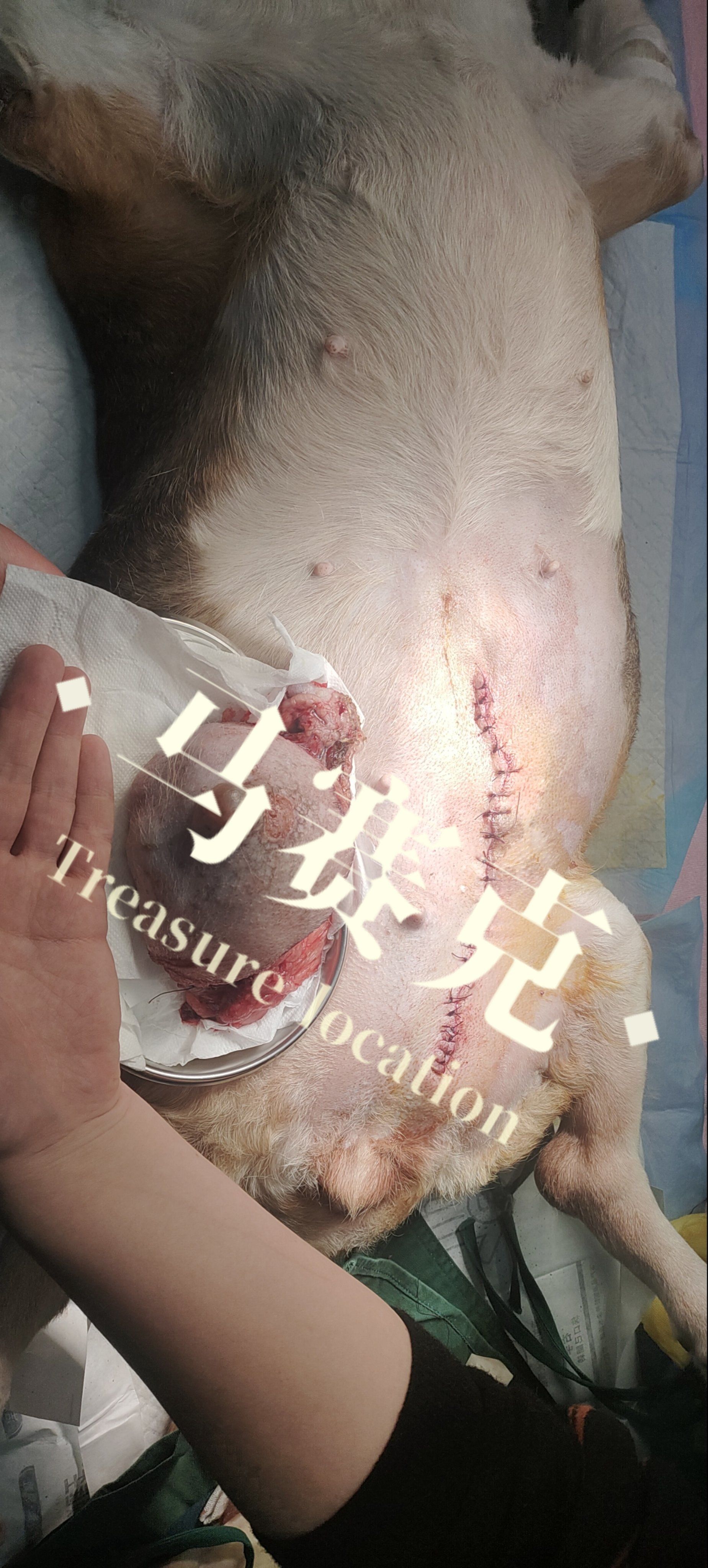 狗狗乳腺肿瘤切除