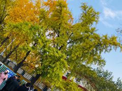 -三里屯东五街银杏大道