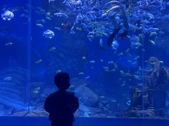 -哈尔滨波塞冬海底世界