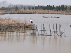 -盐城丹顶鹤湿地生态旅游区
