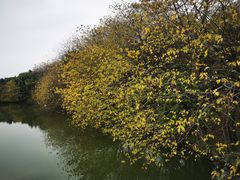 -海珠湖公园