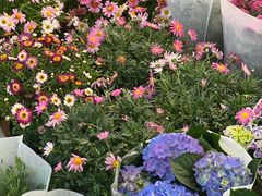 -双季花艺园艺市场(浦东店)