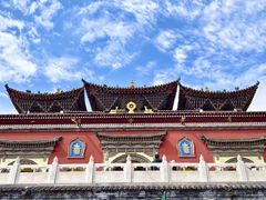 -塔尔寺-菩提树