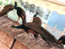 -萌宠亲子动物乐园(槐房万达店)