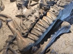 -自贡恐龙博物馆