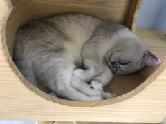 -喵的天空名猫咖啡馆·撸猫·猫舍·用品