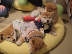 -逗柴咖啡屋·狗咖猫咖宠物桌游