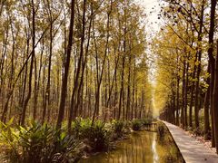 -合肥滨湖国家森林公园