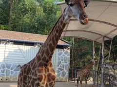 -泉州海丝野生动物世界