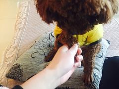 -荣耀金沙动物医院(清江西路店)